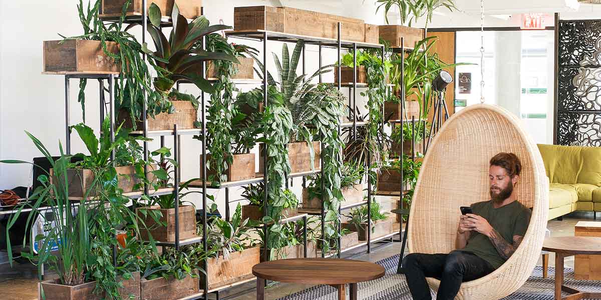 Office plants in an open work area.